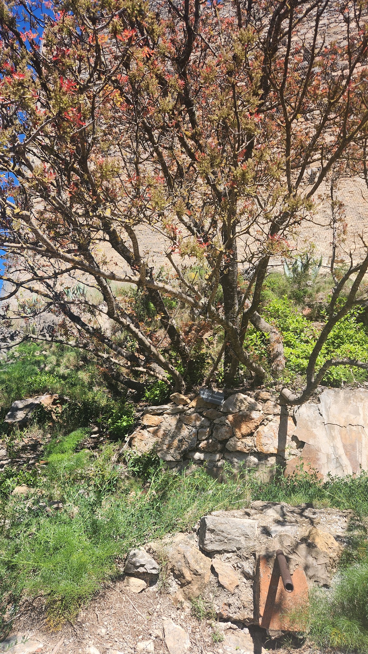 Château de Castelnou photo 2